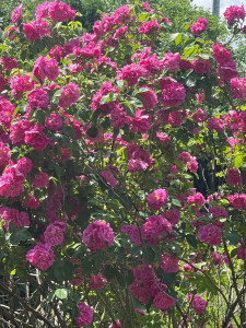 Photo de galerie - Faire du jardinage 
