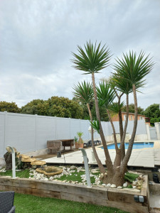 Photo de galerie - Taille Yucca (après)