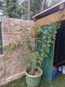 Photo de galerie - Paysagiste - Aménagement du jardin