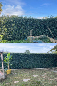 Photo de galerie - Taille de haies et d'arbustes