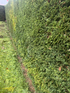 Photo de galerie - Taille de haies et d'arbustes