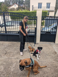 Photo de galerie - J’ai 2 chiens à la maison + le chien de mon cousin dont je m’occupe souvent. J’ai été famille d’accueil pour chien et j’ai déjà garder des chiens plusieurs fois à mon domicile 