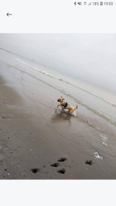 Photo de galerie - Orphée adore les balades à la mer !