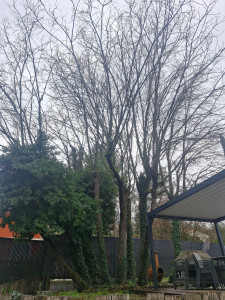 Photo de galerie - Elagage et coupe d'arbres