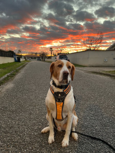 Photo de galerie - Amoureuse des animaux, je peux vous offrir mes services de garde d’animaux