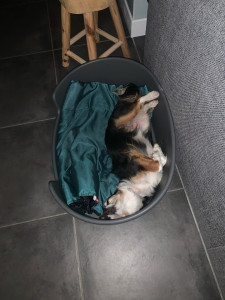 Photo de galerie - Choupy une chienne qui se sent chez elle 