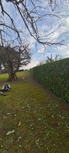 Photo de galerie - Tailles de Haie 250m