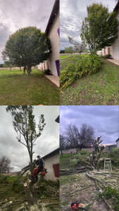 Photo de galerie - Prestation d’élagage complet d’un arbre 
