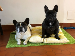 Photo de galerie - Maya et Koba 