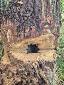 Photo de galerie - Elagage et coupe d'arbres