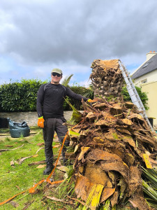 Photo de galerie - Elagage et coupe d'arbres