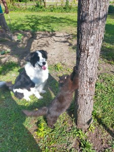 Photo de galerie - J'ai moi même un chien et un chat qui s'entendent bien. 
je peux garder vos animaux mais à votre domicile. 