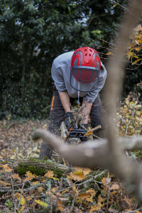 Photo de galerie - Tronçonnage
