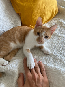 Photo de galerie - Un chaton en pleine forme !