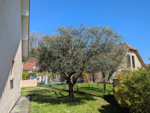 Photo de galerie - Elagage et coupe d'arbres