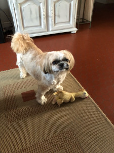 Photo de galerie - Garde animaux