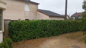 Photo de galerie - Taille d'une haie de Laurier _ Après _