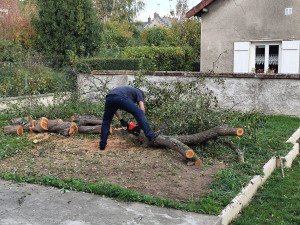 Photo de galerie - Elagage et coupe d'arbres