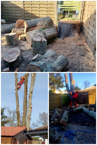 Photo de galerie - Abattage d’un chêne ✅️