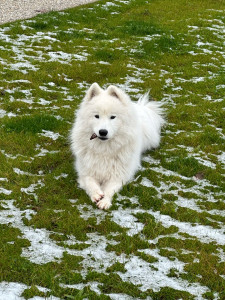 Photo de galerie - Garde chien