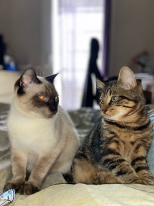 Photo de galerie - Ayant moi même 3chats, je peux aussi vous aider lors de vos départs en vacances, quand vous êtes en déplacement etc…je suis responsable et sais m’adapter. 