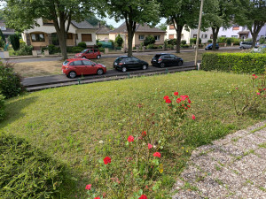 Photo de galerie - Tonte, débroussaillage et taille de haie d'un jardin privatif sur Reichstett le 19/07/25