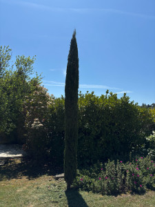 Photo de galerie - Taille cyprès chandelles 