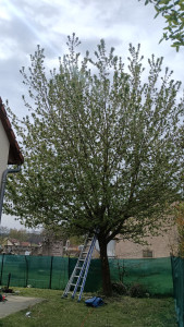 Photo de galerie - Élagage érable avant/après.