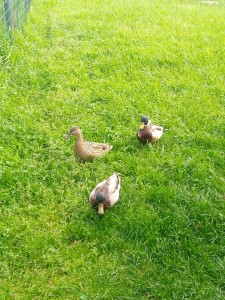 Photo de galerie - Petit canard vivants sur le petit étang en face de chez moi 