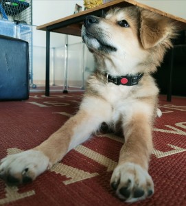 Photo de galerie - Garde chien