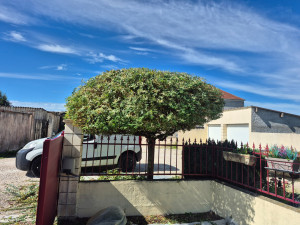 Photo de galerie - Taille d'un saule crevette en parapluie 