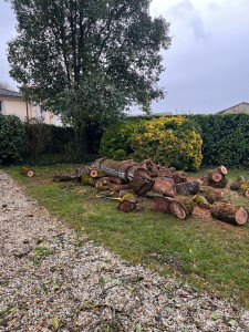 Photo de galerie - Abattage terminé 