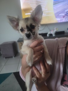 Photo de galerie - Lilly ! Jeune Chihuahua de 3 mois