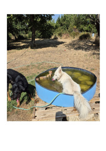 Photo de galerie - Garde chien