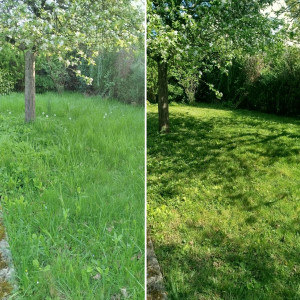 Photo de galerie - Tonte de pelouse - Débroussaillage