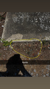 Photo de galerie - Désherbage 