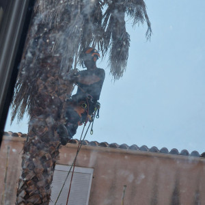 Photo de galerie - Elagage et coupe d'arbres