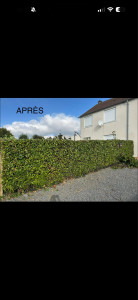 Photo de galerie - Rabattage d’une haie de laurier 