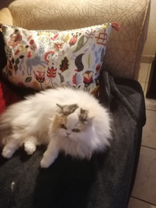 Photo de galerie - Chats en garde en toute sécurité


