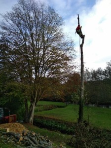 Photo de galerie - Elagage et coupe d'arbres