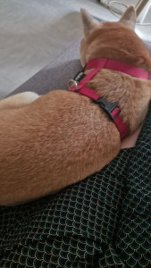 Photo de galerie - Garde chien