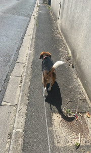 Photo de galerie - Promenade d’un chien !