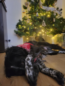 Photo de galerie - Dressage canin
