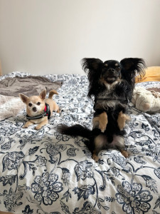 Photo de galerie - Garde chien