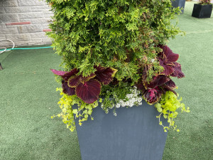 Photo de galerie - Plantation « décoratif » d’une jardinerie composé d’un thuya et de plante vivace et annuel.