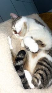 Photo de galerie - Sieste sacrée 