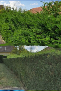 Photo de galerie - Taille de haies et d'arbustes