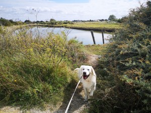 Photo de galerie - Promenade de chien au bord d'un étang