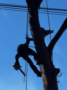 Photo de galerie - Elagage et coupe d'arbres