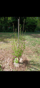 Photo de galerie - Plantation arbuste 